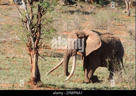 Kenya Afrique Tsavo NAT. Parc Old Elephant avec de longues défenses Banque D'Images