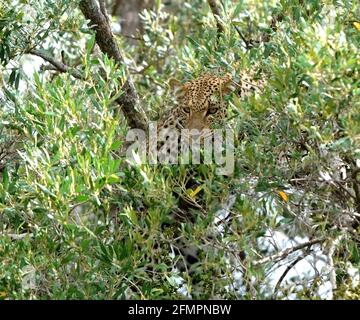 Kenya Africa Leopard dans l'arbre Banque D'Images