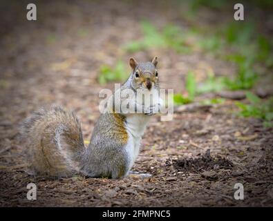 Très mignon écureuil gris, (Sciurus carolinensis), assis avec les pattes ensemble et regardant vers la caméra Banque D'Images