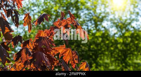 Les feuilles de printemps de l'érable rouge royal brillent à travers la lumière du soleil sur un fond vert flou. Feuilles d'arbre rétroéclairées à la lumière du soleil. Image large. Banque D'Images