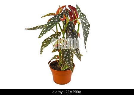 Drôle de maison de 'Begonia maculata' avec des points blancs dans le pot de fleur isolé sur fond blanc Banque D'Images