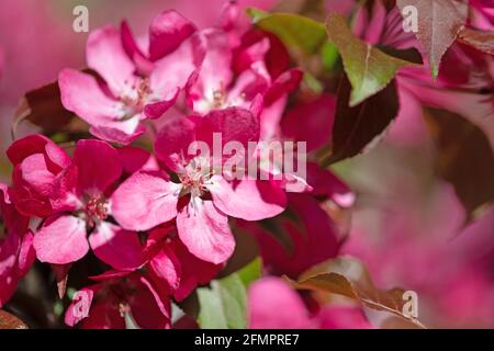 La floraison du pommier ornemental tree in spring Banque D'Images