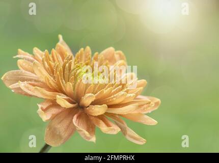 Fleur de Chrysanthemum en fleurs avec des gouttelettes d'eau et une lueur de soleil Banque D'Images