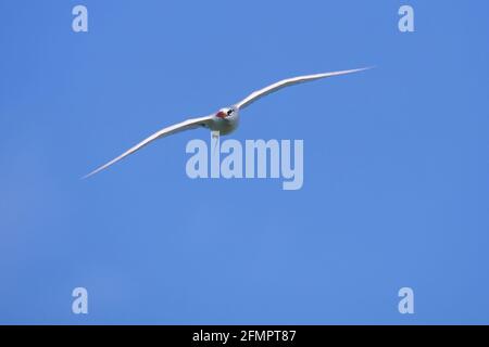 Oiseau tropique à queue rouge - en vol Phaethon rubricauda Midway Island, Océan Pacifique BI006336 Banque D'Images