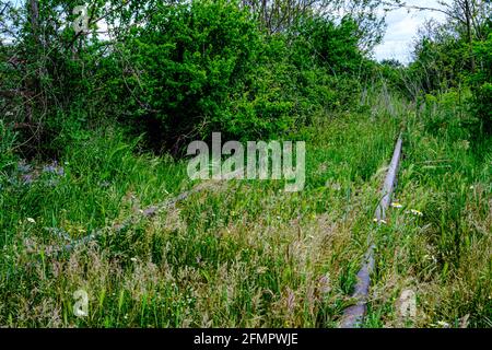 les traces mortes finissent dans la forêt de plantes vertes Banque D'Images