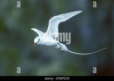 Oiseau tropique à bec rouge - en vol, Tobago,BI019608 Banque D'Images