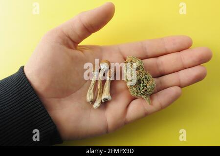 Concept de micro-dosage. Champignon psilocybe séché et bourgeon de cannabis dans la main de l'homme sur fond jaune. Expérience psychédélique, loisirs CBD. Banque D'Images