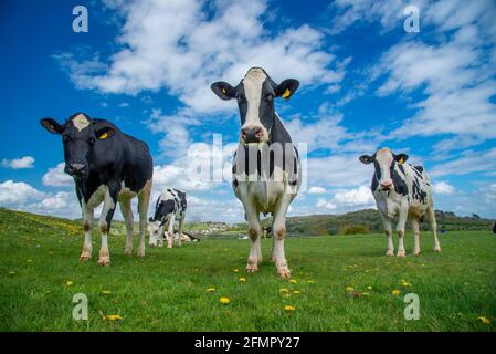 Allithwaite, Grange-over-Sands, Cumbria, Royaume-Uni. 11 mai 2021. Génisses laitières paissant sur Humphrey Head, Allithwaite, Grange-over-Sands, Cumbria une belle journée avant que les averses de pluie ne frappent. Selon le folklore, Humphrey Head est l'endroit traditionnel pour tuer le dernier loup en Angleterre, vers 1390. Crédit : John Eveson/Alamy Live News Banque D'Images