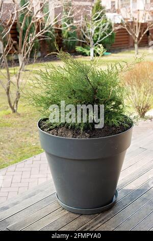 Evergreen thuja en conception de paysage. Cypress dans une casserole sur le porche d'une maison privée. Banque D'Images