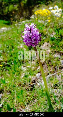 Orchidée sauvage, blanche et fuchsia. Vallée des orchidées, Campanie, Italie Banque D'Images