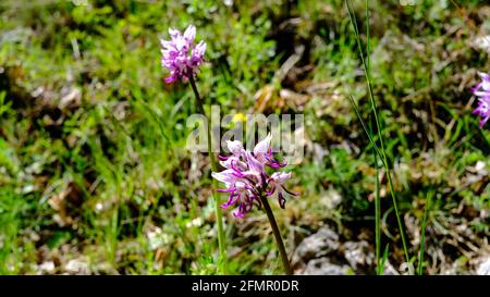 Orchidée sauvage, blanche et fuchsia. Vallée des orchidées, Campanie, Italie Banque D'Images