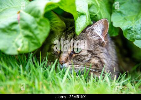 Cat Hiding sous l'usine de Rhubarb Banque D'Images