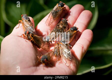 Man Holding brood X cigadas, mai 2021 - Virginia USA Banque D'Images