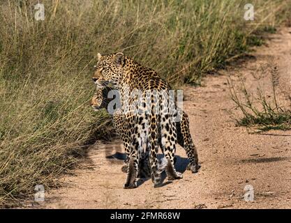 Léopard femelle et cub (Panthera pardus) sur piste de terre, parc national du Grand Kruger, Afrique du Sud