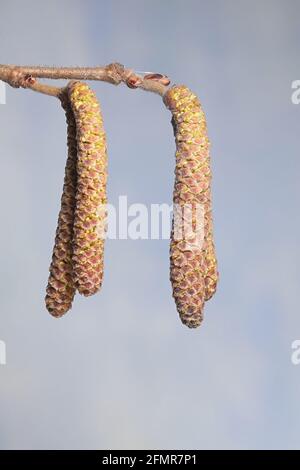 Des chatons mâles de noisette commune, Corylus avellana, photographiés en avril Banque D'Images