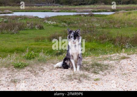 Chien collie de la frontière de Blue merle assis à Hengistbury Head, Dorset Royaume-Uni en mai Banque D'Images