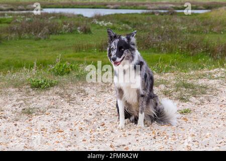Chien collie de la frontière de Blue merle assis à Hengistbury Head, Dorset Royaume-Uni en mai Banque D'Images