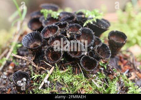 Cyathus striatus, connu sous le nom de nid d'oiseau à cannelures champignon ou splash cup, les champignons de la Finlande Banque D'Images