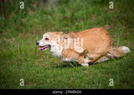 Welsh Corgi Pembroke court rapidement Banque D'Images