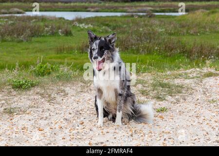 Chien collie de la frontière de Blue merle assis à Hengistbury Head, Dorset Royaume-Uni en mai Banque D'Images