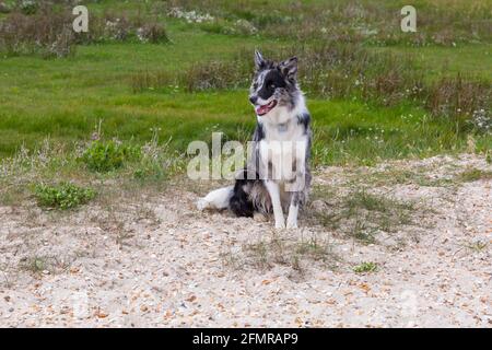 Chien collie de la frontière de Blue merle assis à Hengistbury Head, Dorset Royaume-Uni en mai Banque D'Images