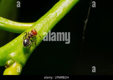 Fourmi à tête rouge européenne, Formica rufa, également connu sous le nom de fourmi à bois rouge, fourmi à bois sud, ou fourmi à cheval marchant seul Banque D'Images