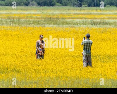 Famille d'enfants et de parents dans le champ de Coreopsis jaune Ou encore la fleur d'état de Tickseed en Floride dans le parc national de Myakka River À Sarasota Floride Etats-Unis Banque D'Images