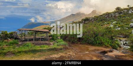 Pépinière de cèdre de Mulanje, au Mont Mulanje, au Malawi Banque D'Images