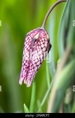 Détail Macro gros plan d'UNE Bud d'UNE Fleur Fritillaire à tête de serpent pourpre, Fritilaria meleagris, montrant la ressemblance avec UNE tête de serpent Banque D'Images