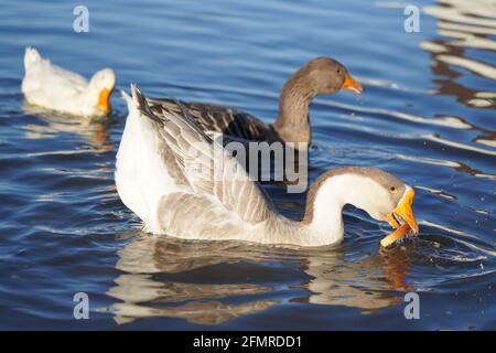 Oies grises et blanches mangeant du pain dans l'eau Banque D'Images