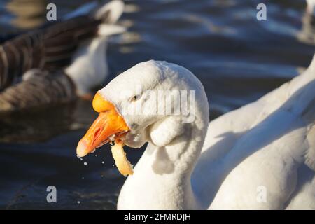 Oies grises et blanches mangeant du pain dans l'eau Banque D'Images