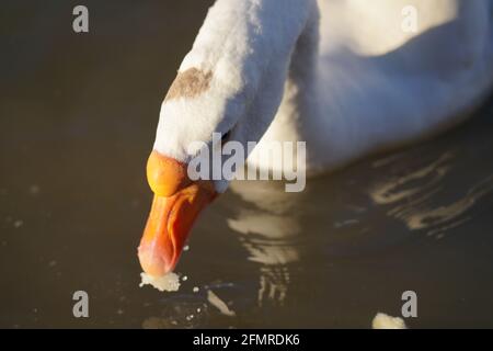 Oies grises et blanches mangeant du pain dans l'eau Banque D'Images