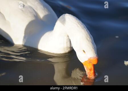 Oies grises et blanches mangeant du pain dans l'eau Banque D'Images