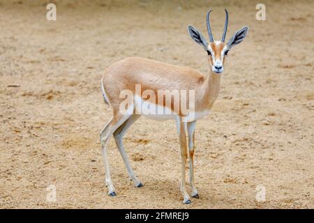 Profil de petites gazelles pris, dans leur habitat naturel Banque D'Images