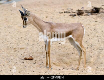 Petit profil de gazelle pris Banque D'Images