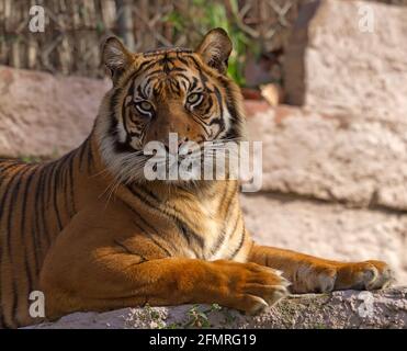 Le tigre du Bengale, ou tigre du Bengale royal (Panthera tigris tigris), est une sous-espèce de tigre originaire de l'Inde, du Bangladesh, du Népal et du Bhoutan, et a été cl Banque D'Images