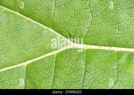 Gros plan d'une feuille géante de Gunnera tinctoria, connue sous le nom de rhubarbe géante ou rhubarbe chilienne, une espèce de plante à fleurs originaire du sud du Chili et n Banque D'Images