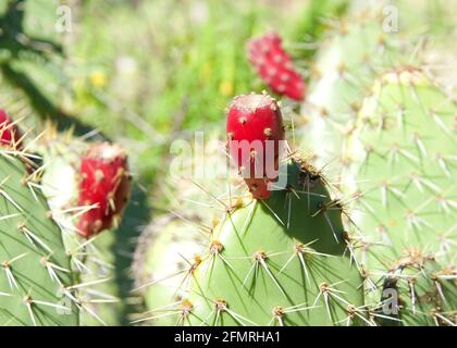 Gros plan du fruit de cactus de Pear de Prickly Fleur sur les cactus. Le fruit de la poire est comestible, mais il doit être épluché soigneusement pour enlever la sma Banque D'Images