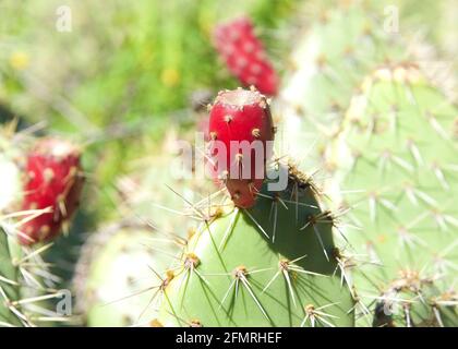 Gros plan du fruit de cactus de Pear de Prickly Fleur sur les cactus. Le fruit de la poire est comestible, mais il doit être épluché soigneusement pour enlever la sma Banque D'Images