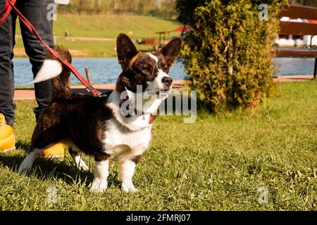 Faire dorer le corgi sur une laisse sur l'herbe verte. Marchez un jour ensoleillé. Animaux de compagnie heureux. Banque D'Images