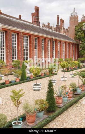 LONDRES, Royaume-Uni - 22 juillet 2011. Pots de plantes et conteneurs de jardin avec arbres standard. Jardins du palais de Hampton court Banque D'Images