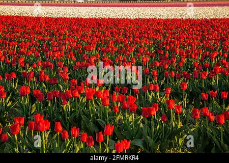 WA19590-00...WASHINGTON - champ commercial de tulipes rouges, blanches et roses dans la vallée de Skagit près de Mount Vernon. Banque D'Images