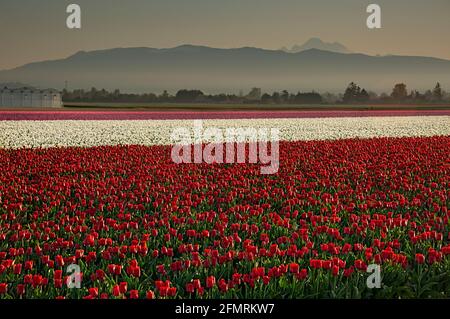 WA19595-00...WASHINGTON - des tulipes rouges, blanches, pourpres et roses fleurissent dans un champ d'ampoules commerciales dans la vallée de Skagit avec le mont Baker dans la distanc Banque D'Images