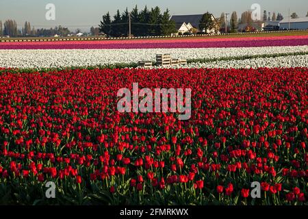 WA19595-00...WASHINGTON - des tulipes rouges, blanches, pourpres et roses fleurissent dans un champ d'ampoules commerciales dans la vallée de Skagit. Banque D'Images