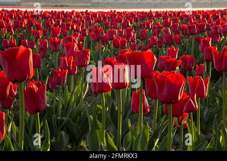 WA19593-00...WASHINGTON - les tulipes rouges fleurissent dans un champ d'ampoules commerciales dans la vallée de Skagit. Banque D'Images