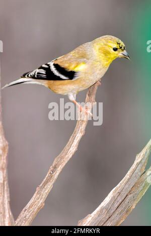 Goldfinch perché dans un arbre Banque D'Images