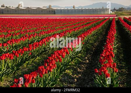 WA19601-00...WASHINGTON - les tulipes rouges fleurissent dans un champ commercial de bulbes dans la vallée de Skagit à côté des maisons vertes. Banque D'Images