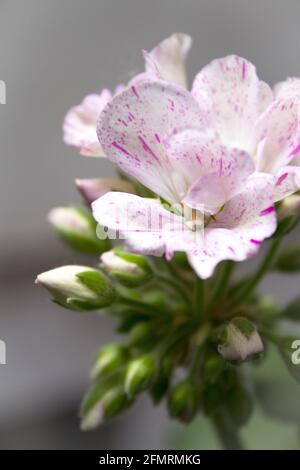 Fleur de géranium blanche et rose. Personne Banque D'Images