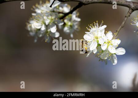 Gros plan d'une abeille sur des fleurs de damson au printemps Banque D'Images