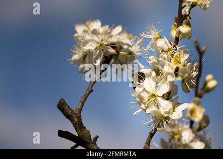Gros plan d'une abeille sur des fleurs de damson au printemps Banque D'Images
